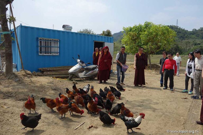 農場自由的放生雞群