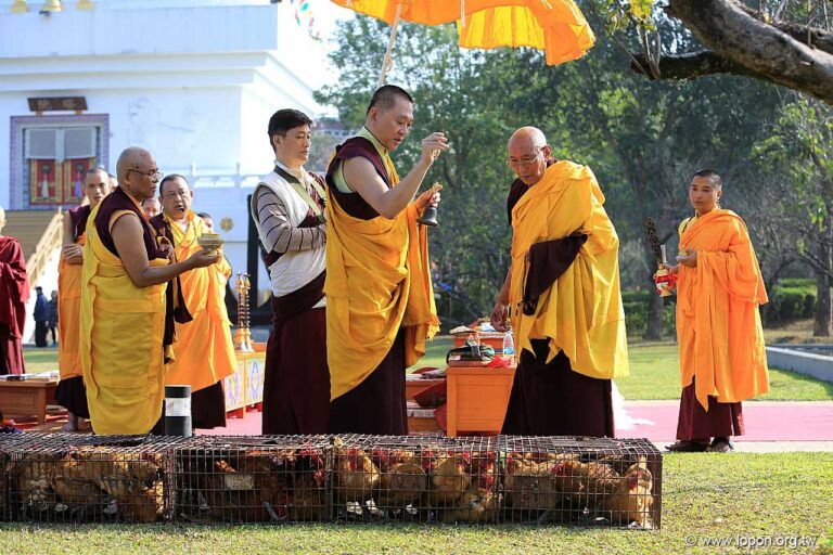 仁波切賜予雞隻甘露加持